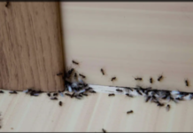 هل وجود النمل في المنزل علامة على الحسد أو السحر؟ هل النمل حسد أم سحر